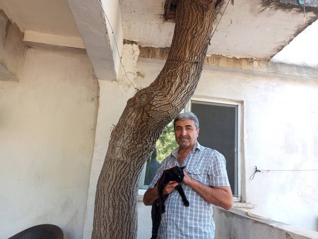 Ev inşaatında 45 yıllık dut ağacını kesmemek için bu yöntemi buldu! Aile yadigarını böyle korudu 3